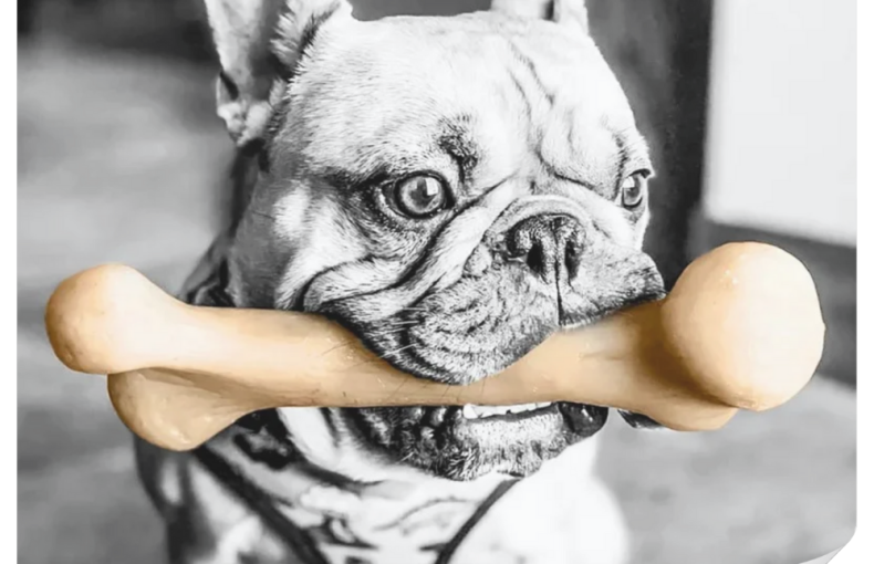 Köpek Oyuncakları Seçimi İçin İpuçları