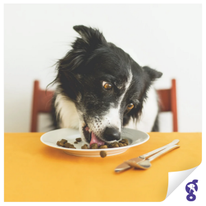 Köpekler İçin Yeme Garantili Mama