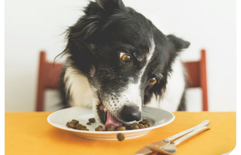 Köpekler İçin Yeme Garantili Mama