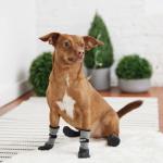 GF PET All Terrain Köpek Ayakkabısı